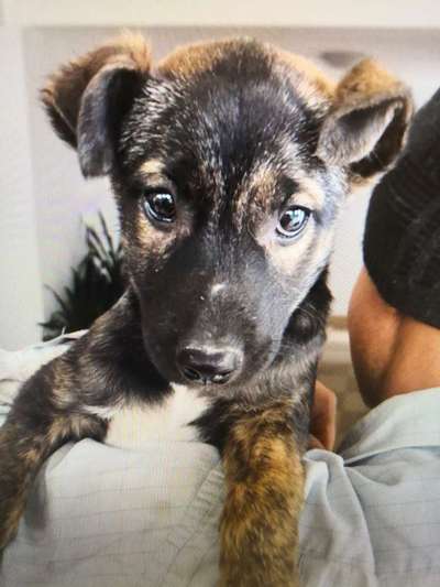 Tierschutzhunde suchen ein Zuhause-Beitrag-Bild