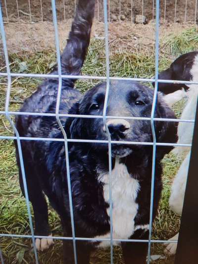 Tierschutzhunde suchen ein Zuhause-Beitrag-Bild