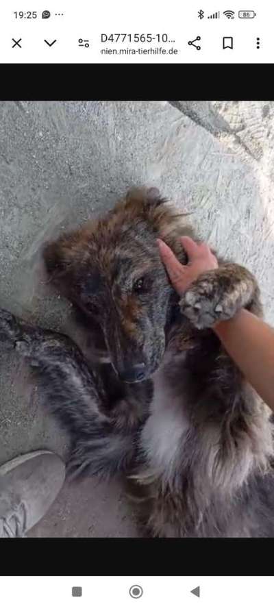 Tierschutzhunde suchen ein Zuhause-Beitrag-Bild