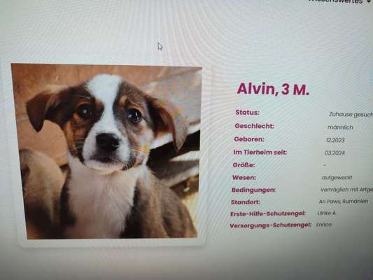Tierschutzhunde suchen ein Zuhause-Beitrag-Bild