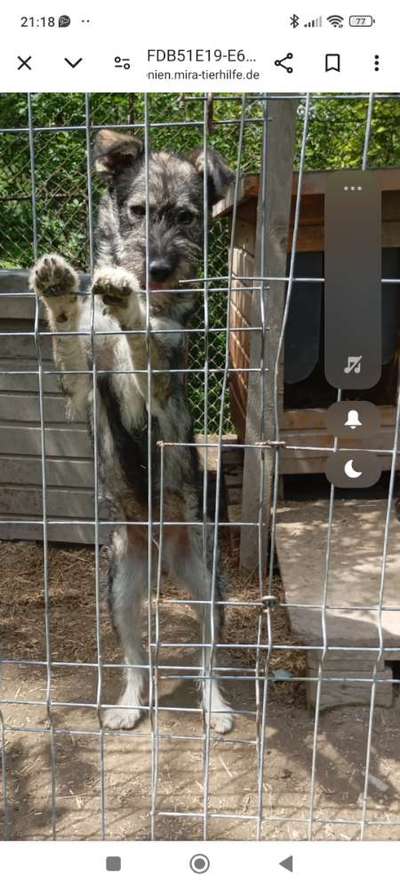 Tierschutzhunde suchen ein Zuhause-Beitrag-Bild