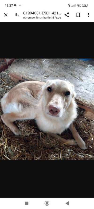 Tierschutzhunde suchen ein Zuhause-Beitrag-Bild