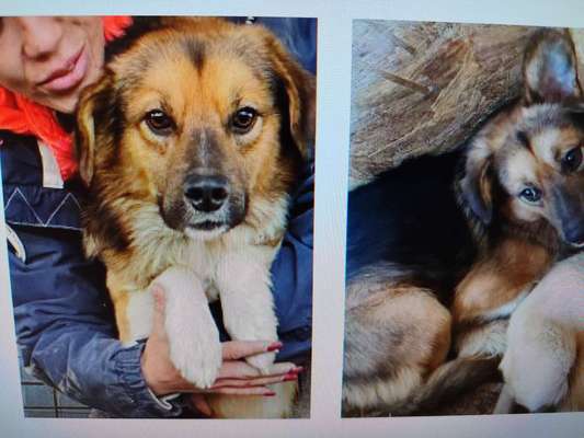 Tierschutzhunde suchen ein Zuhause-Beitrag-Bild