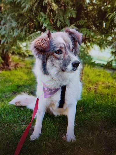 Tierschutzhunde suchen ein Zuhause-Beitrag-Bild