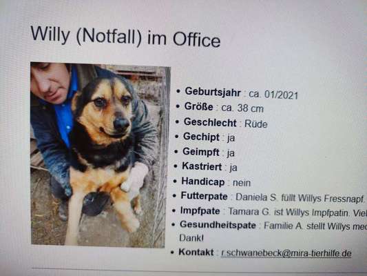 Tierschutzhunde suchen ein Zuhause-Beitrag-Bild