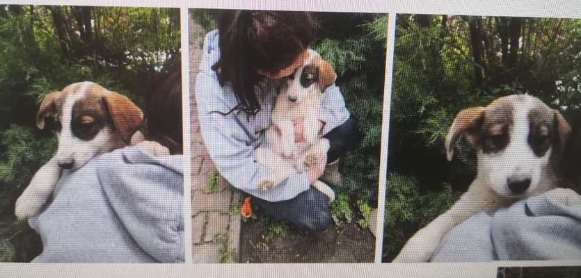 Tierschutzhunde suchen ein Zuhause-Beitrag-Bild