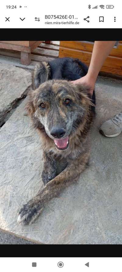 Tierschutzhunde suchen ein Zuhause-Beitrag-Bild