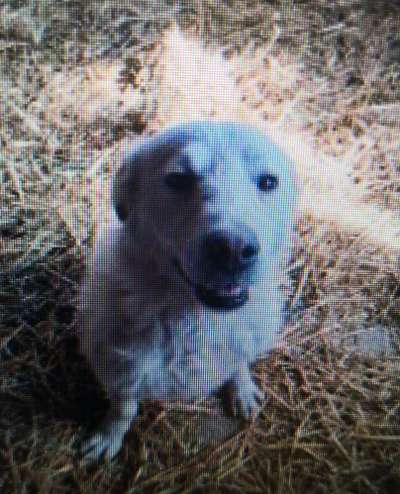 Tierschutzhunde suchen ein Zuhause-Beitrag-Bild