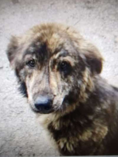 Tierschutzhunde suchen ein Zuhause-Beitrag-Bild