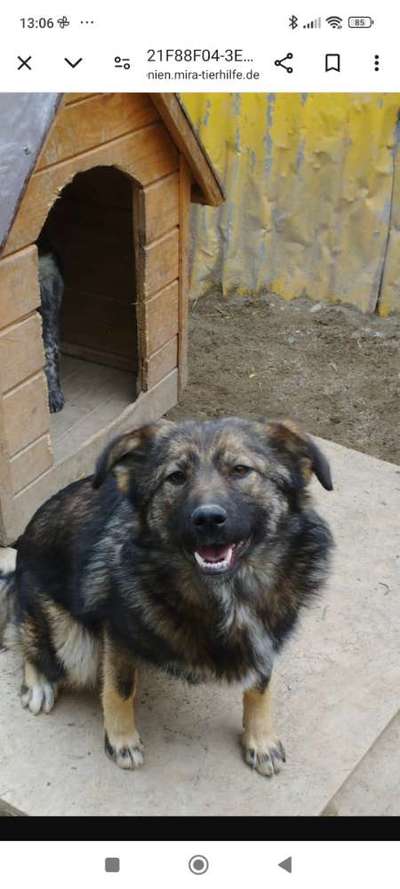 Tierschutzhunde suchen ein Zuhause-Beitrag-Bild