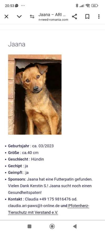 Tierschutzhunde suchen ein Zuhause-Beitrag-Bild