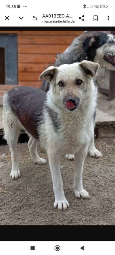 Tierschutzhunde suchen ein Zuhause-Beitrag-Bild