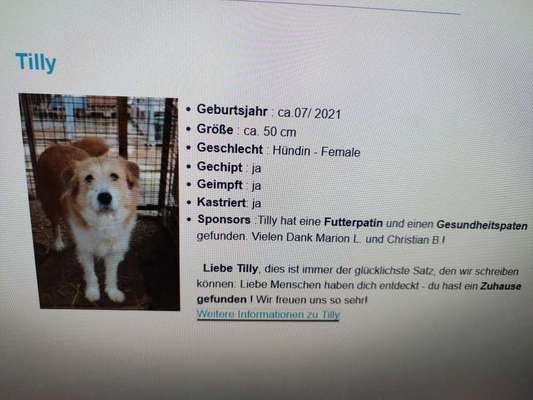 Tierschutzhunde suchen ein Zuhause-Beitrag-Bild