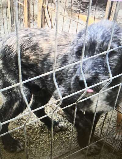 Tierschutzhunde suchen ein Zuhause-Beitrag-Bild