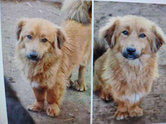 Tierschutzhunde suchen ein Zuhause-Beitrag-Bild