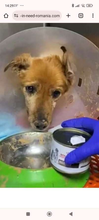 Tierschutzhunde suchen ein Zuhause-Beitrag-Bild