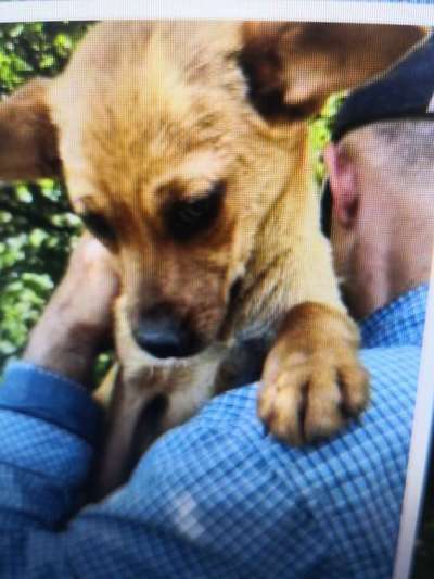 Tierschutzhunde suchen ein Zuhause-Beitrag-Bild