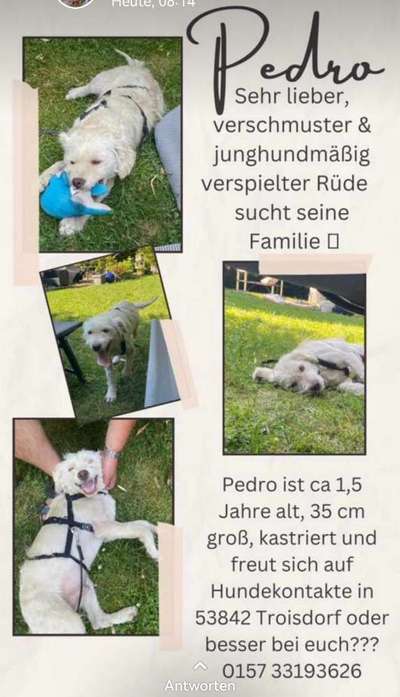 Tierschutzhunde suchen ein Zuhause-Beitrag-Bild