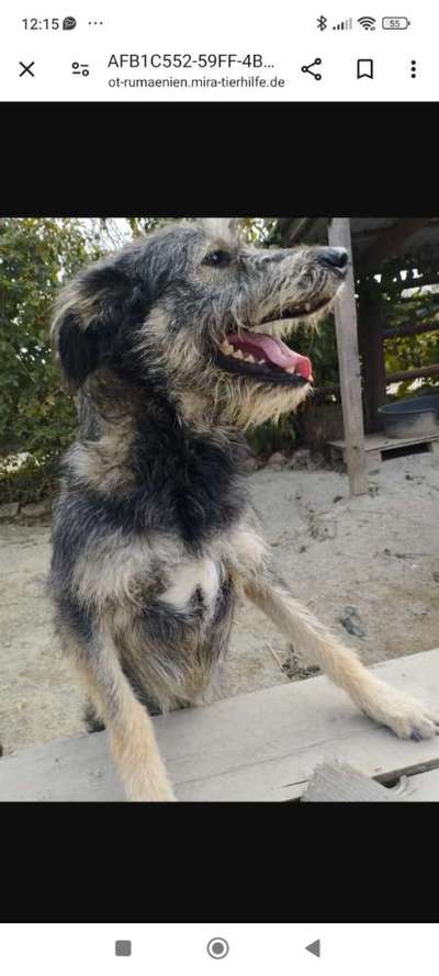 Tierschutzhunde suchen ein Zuhause-Beitrag-Bild