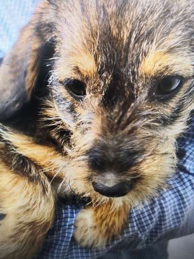 Tierschutzhunde suchen ein Zuhause-Beitrag-Bild