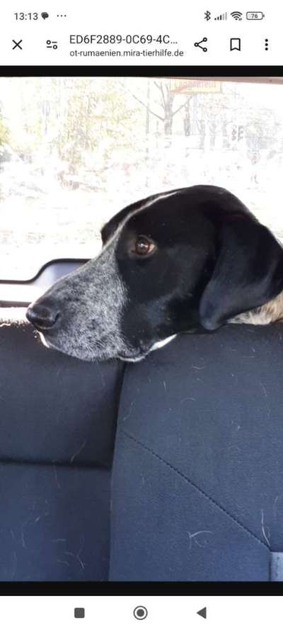 Tierschutzhunde suchen ein Zuhause-Beitrag-Bild