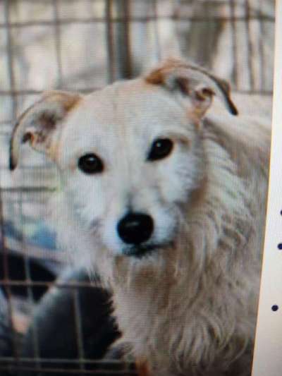 Tierschutzhunde suchen ein Zuhause-Beitrag-Bild