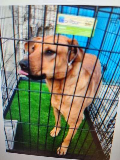 Tierschutzhunde suchen ein Zuhause-Beitrag-Bild