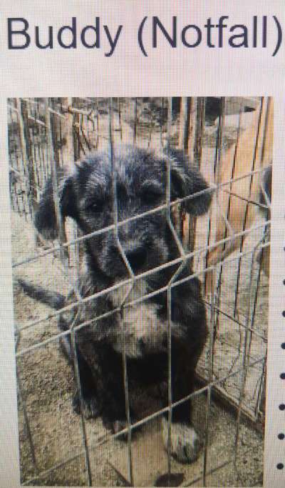 Tierschutzhunde suchen ein Zuhause-Beitrag-Bild