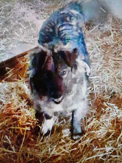 Tierschutzhunde suchen ein Zuhause-Beitrag-Bild