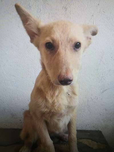 Tierschutzhunde suchen ein Zuhause-Beitrag-Bild