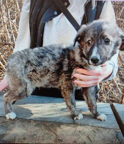 Tierschutzhunde suchen ein Zuhause-Beitrag-Bild