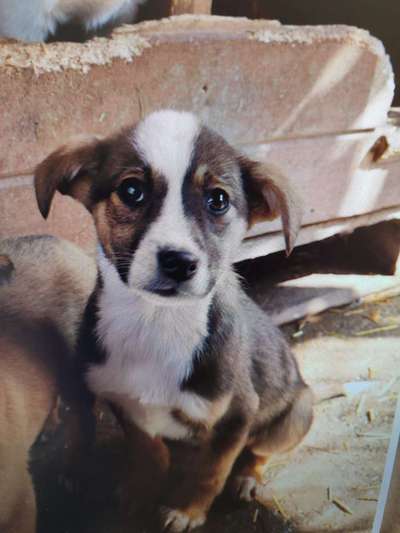 Tierschutzhunde suchen ein Zuhause-Beitrag-Bild