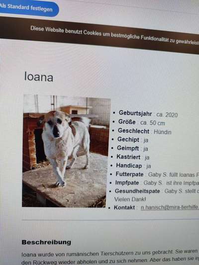 Tierschutzhunde suchen ein Zuhause-Beitrag-Bild