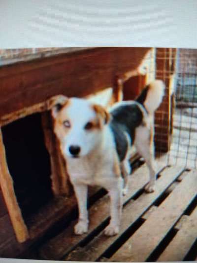 Tierschutzhunde suchen ein Zuhause-Beitrag-Bild