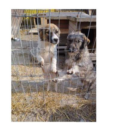 Tierschutzhunde suchen ein Zuhause-Beitrag-Bild