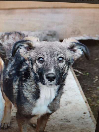 Tierschutzhunde suchen ein Zuhause-Beitrag-Bild