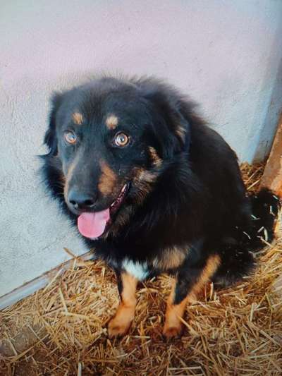 Tierschutzhunde suchen ein Zuhause-Beitrag-Bild