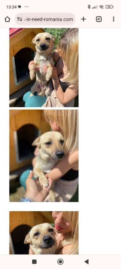 Tierschutzhunde suchen ein Zuhause-Beitrag-Bild