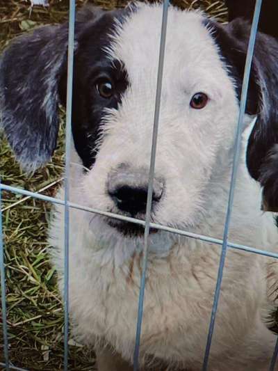Tierschutzhunde suchen ein Zuhause-Beitrag-Bild