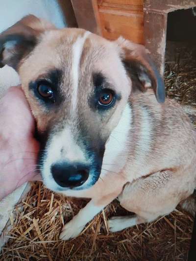 Tierschutzhunde suchen ein Zuhause-Beitrag-Bild
