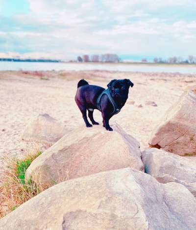 Dogorama Photo Challenge - Der Frühling kommt-Beitrag-Bild