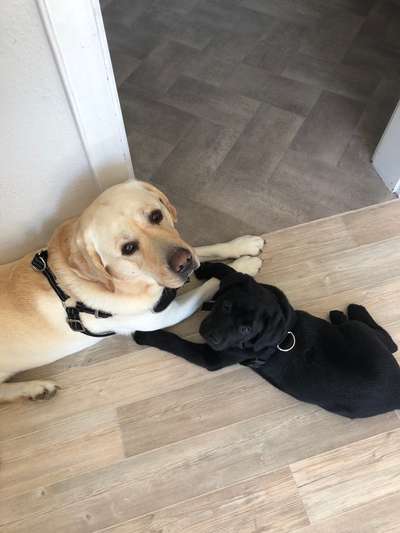 Labradorfans-Beitrag-Bild