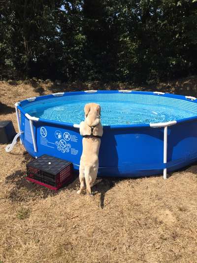 Dogorama-Monats-Challenge-Mai "Wasser"-Beitrag-Bild