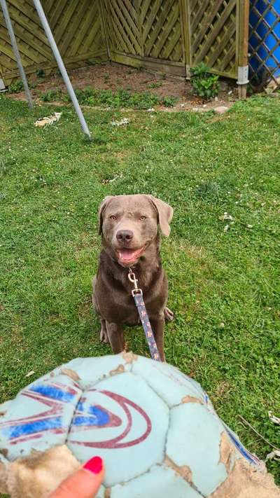 Hundetreffen-Training Hundebegegungen und Gassirunde-Bild