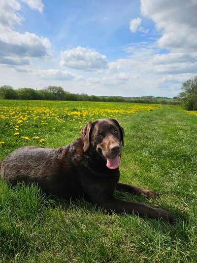 Hundetreffen-Gemeinsame Gassirunden-Bild