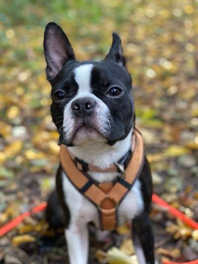 Wo sind hier die Boston Terrier?-Beitrag-Bild