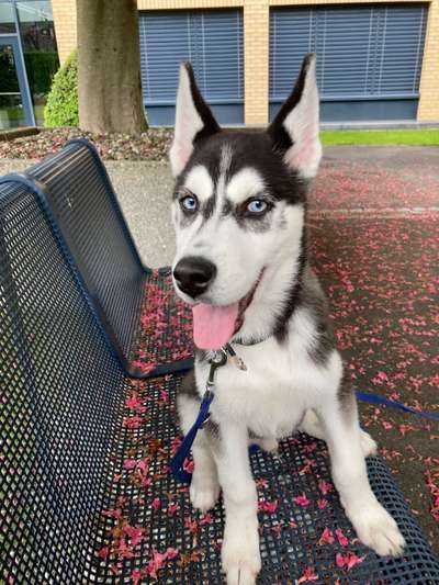 Tongue Out Tuesday-Beitrag-Bild