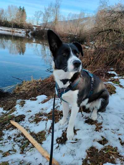 Hundetreffen-Gemeinsames Gassi gehen-Bild