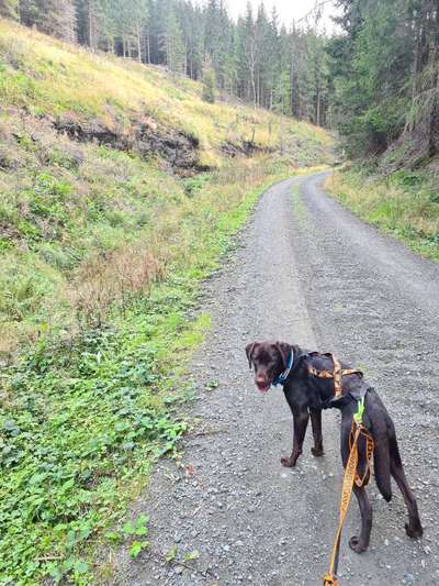 Hundetreffen-Gemeinsame Gassi Runden-Bild