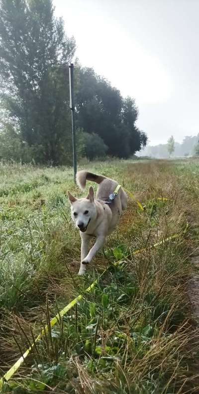 Shiba Inu und andere japanische Rassen!-Beitrag-Bild